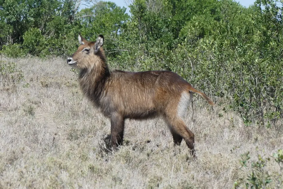 42PejetaWaterbuck.jpeg