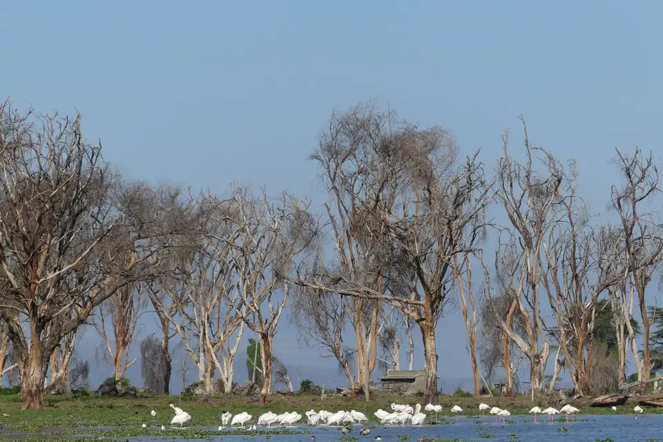 44NaivashaSeeBirds.JPG