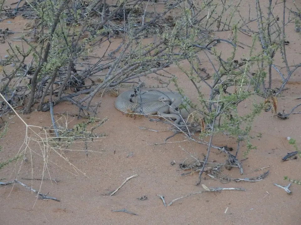 20190217_191345Namibia00338-2.JPG