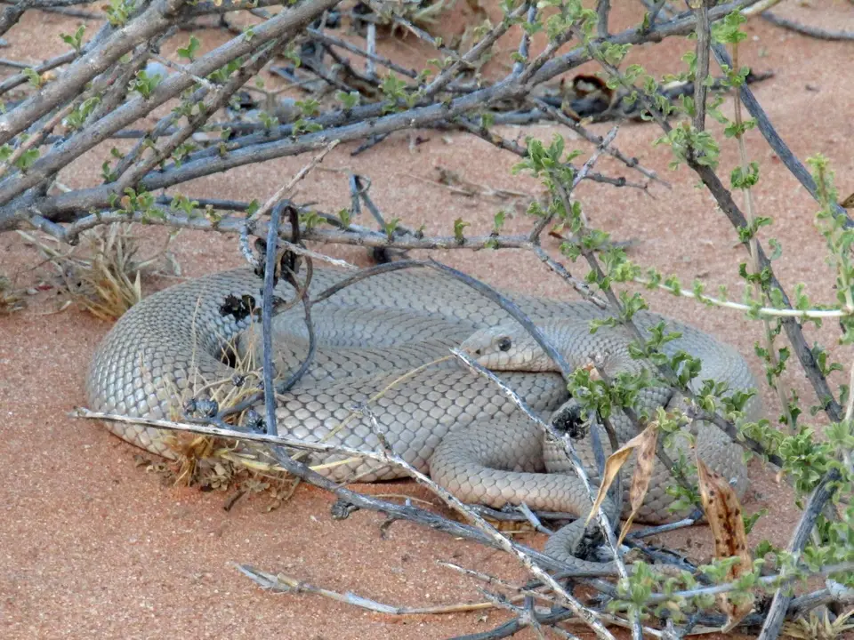 20190217_191405Namibia00341-2.JPG