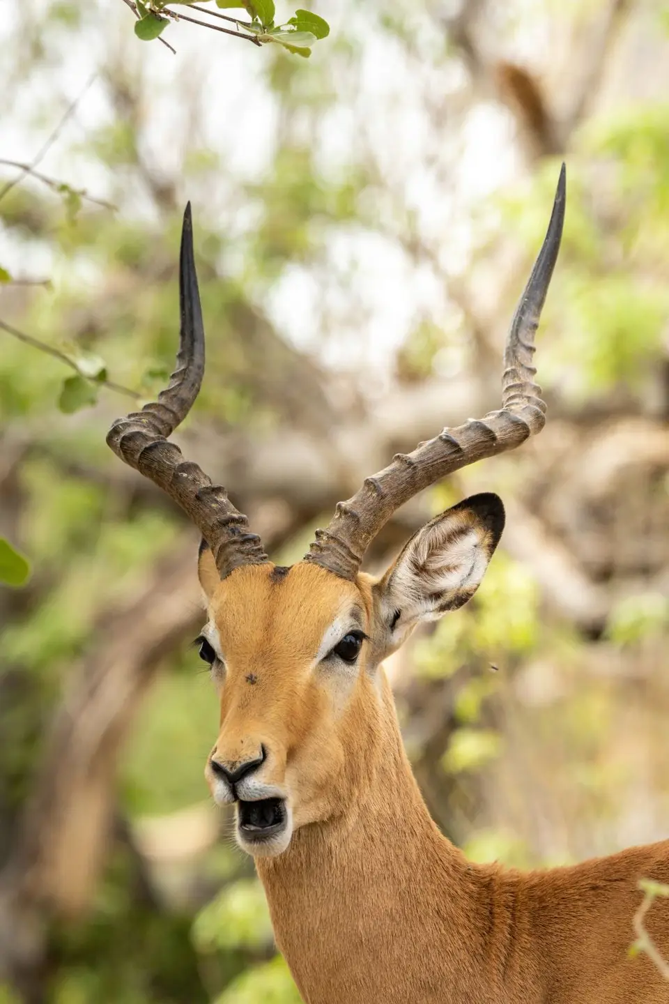 Antilope-2.jpg