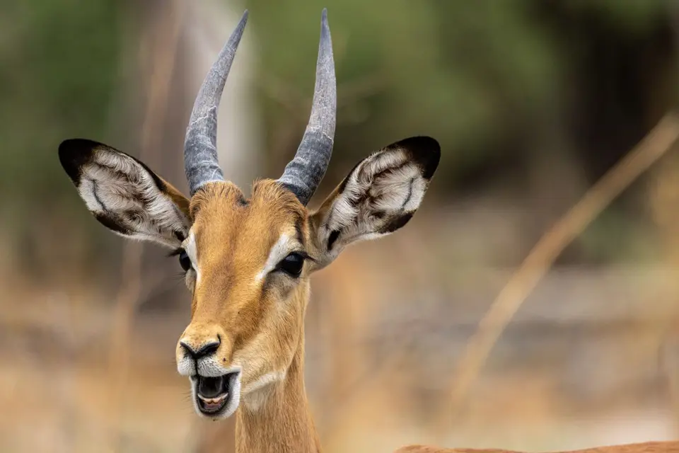 Antilope.jpg
