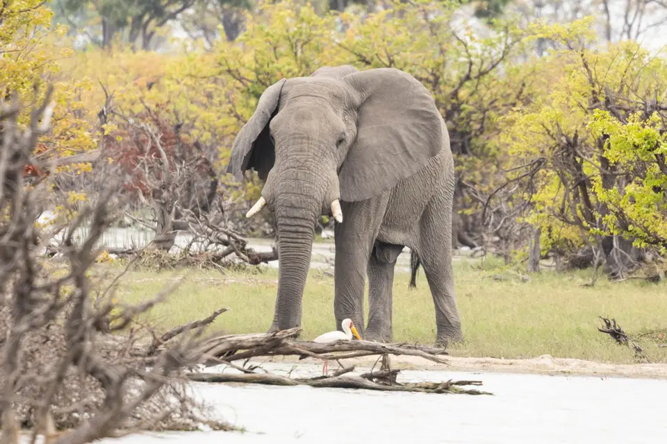 Elefant.jpg