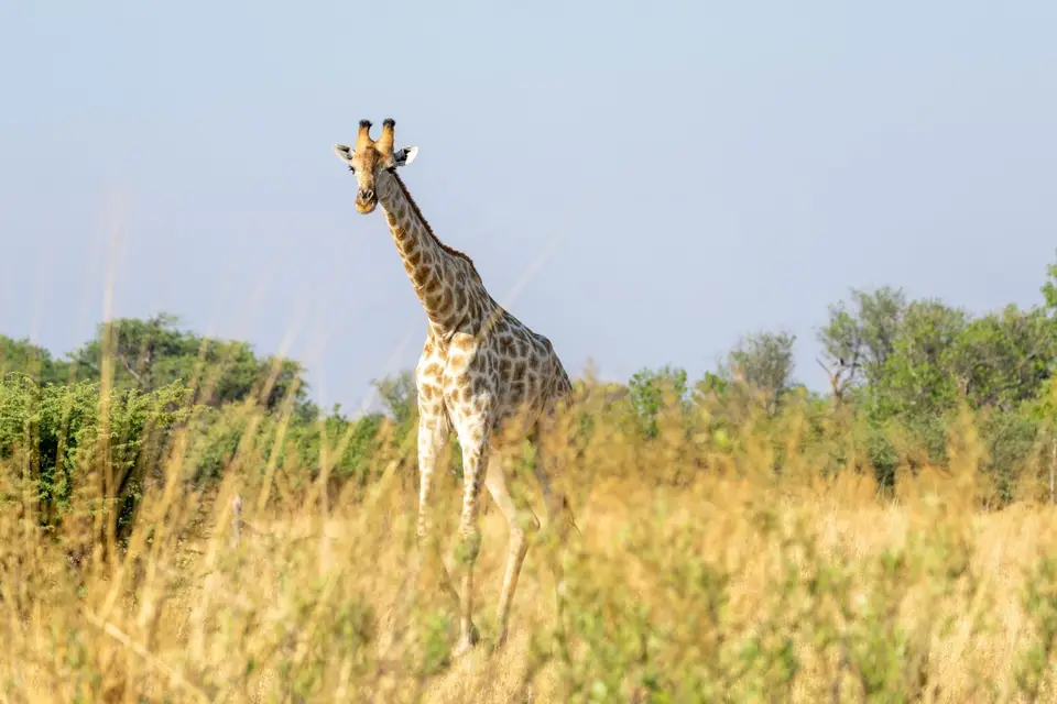Giraffe-2.jpg