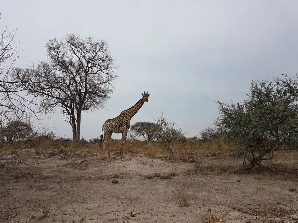 Giraffe.jpg