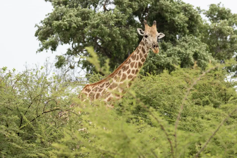 Giraffen.jpg