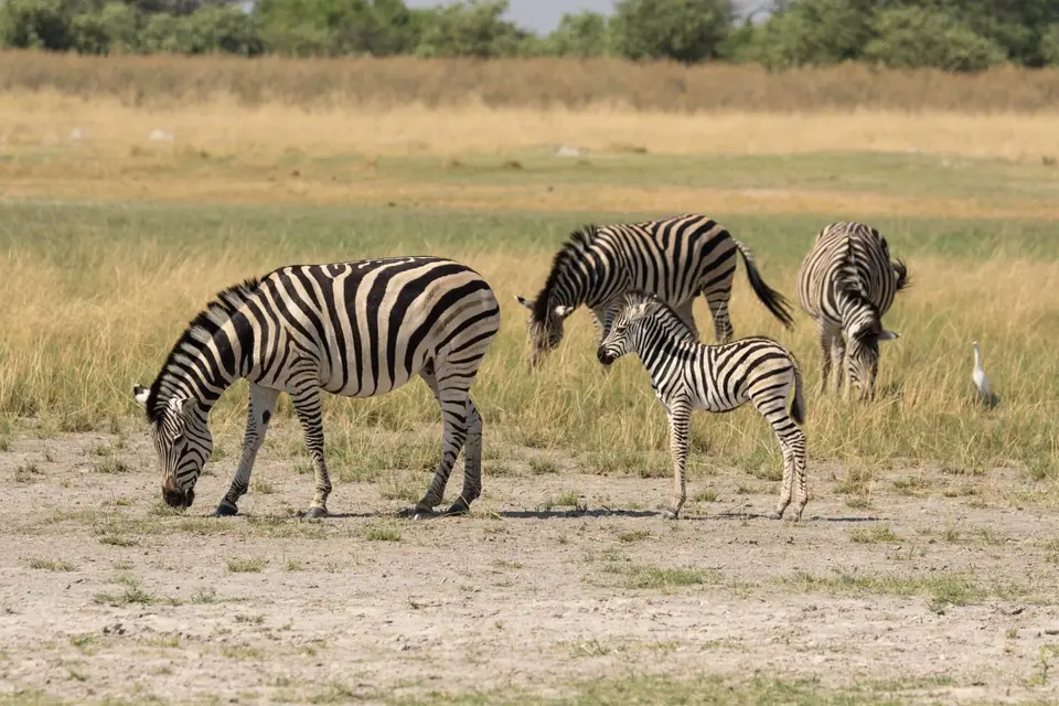 Zebra-2.jpg