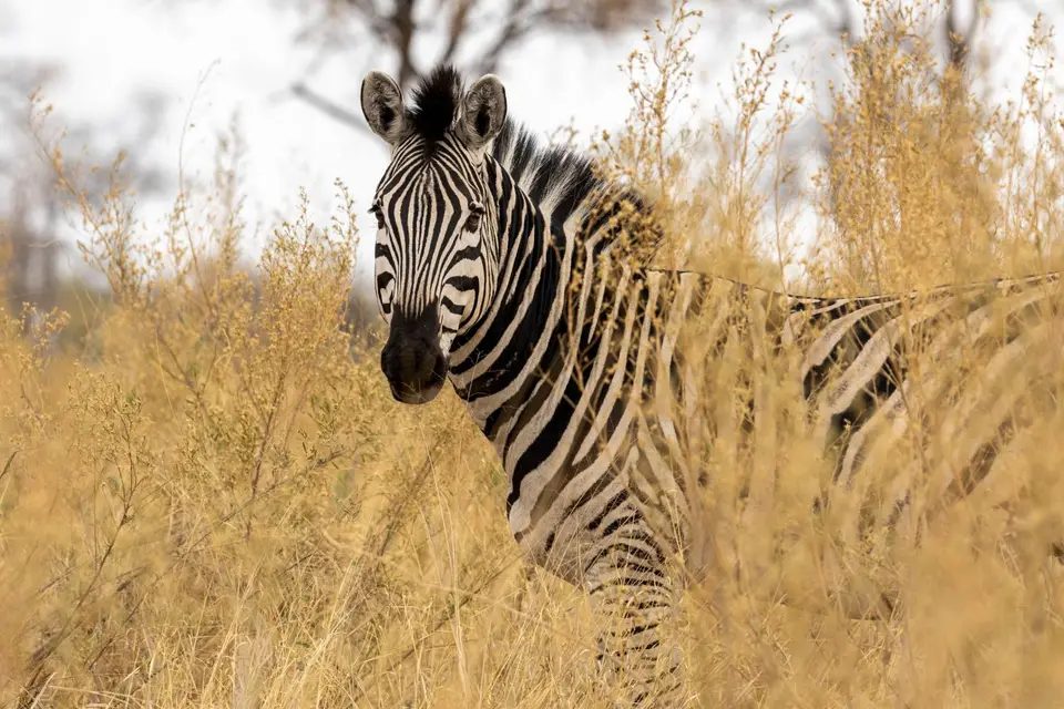 Zebra.jpg