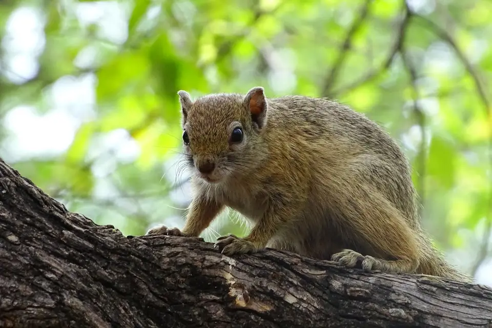 hörnchen.JPG