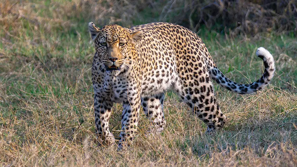 D5300_DSC2662-MmaTsebe.jpg