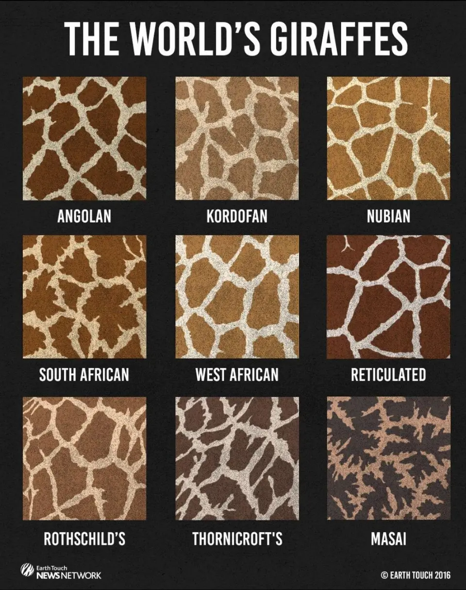 GiraffeMuster1.jpg