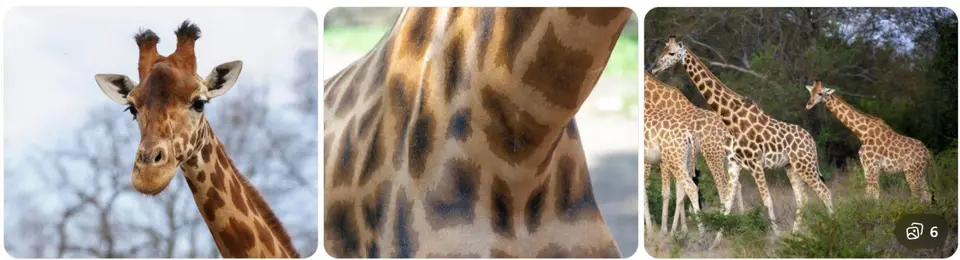Kordofan_Giraffe.jpg