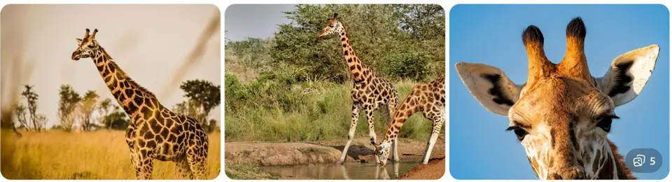Nubische_Giraffe.jpg