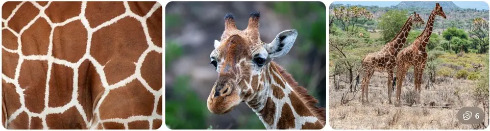 Reticulated_Giraffe.jpg