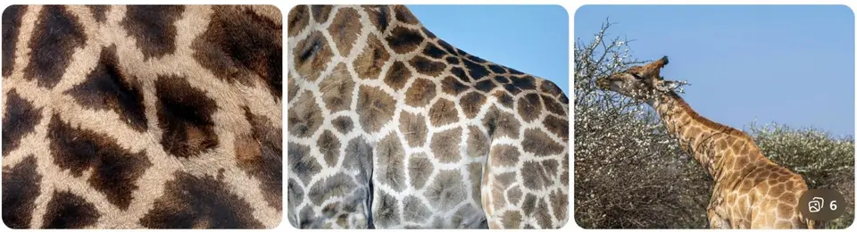 SüdafrikanischeGiraffe.jpg