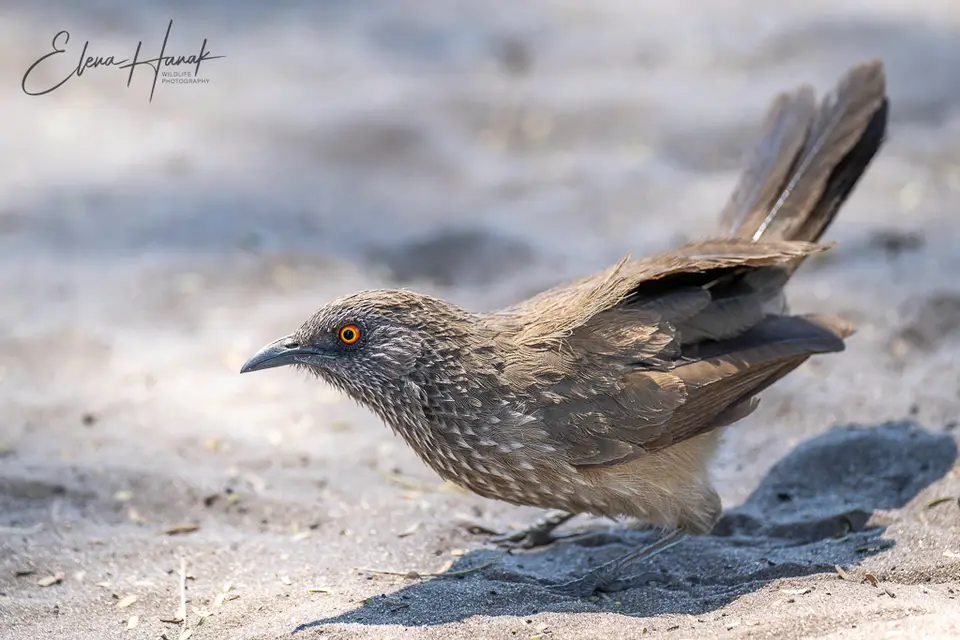 _Z9E9328-NEF-DxO_DeepPRIMEXD2.jpg