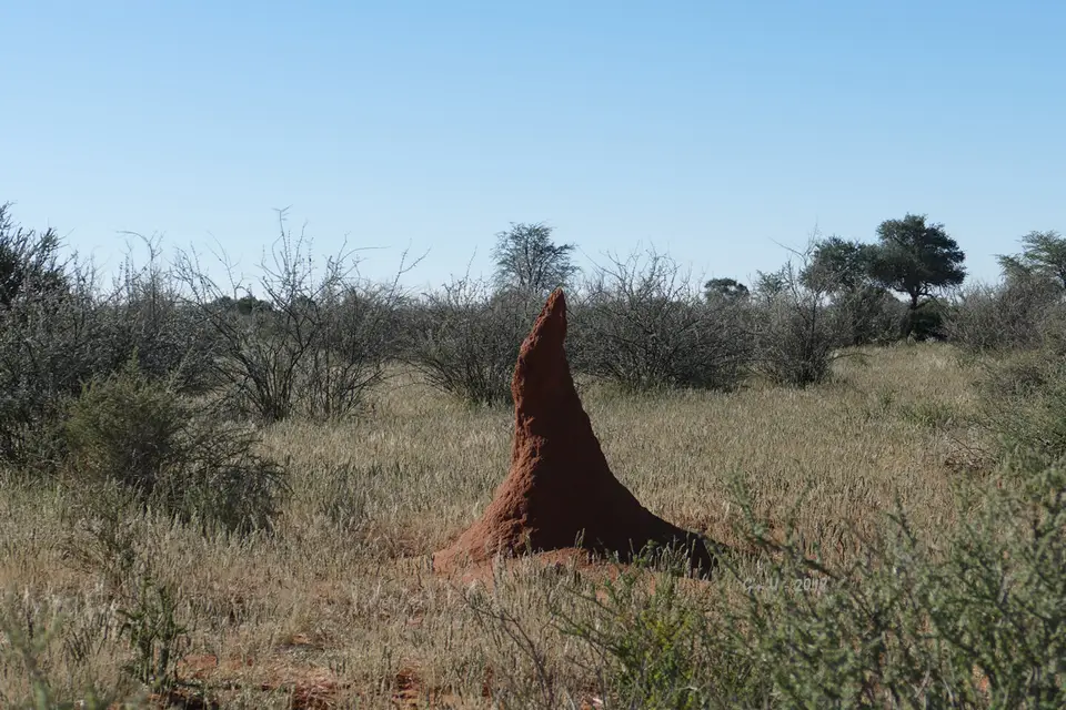 12-termiten.jpg