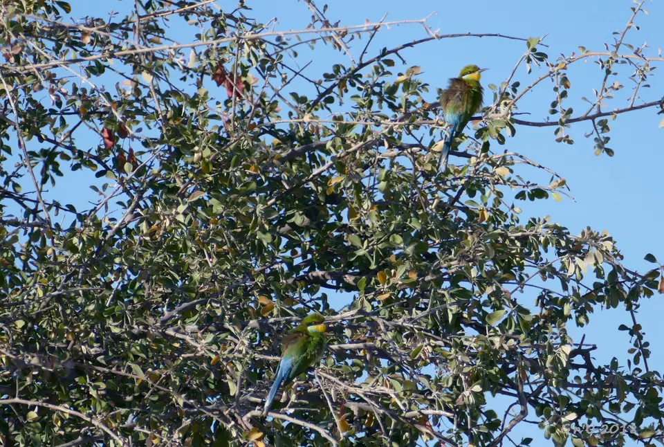 75-bee-eaters.JPG