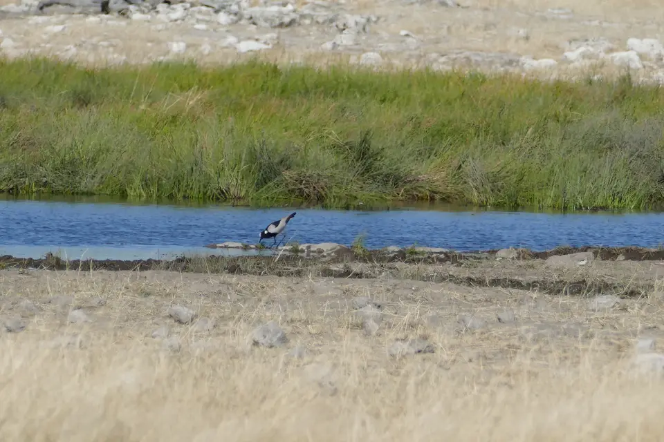blacksmith-lapwing.JPG