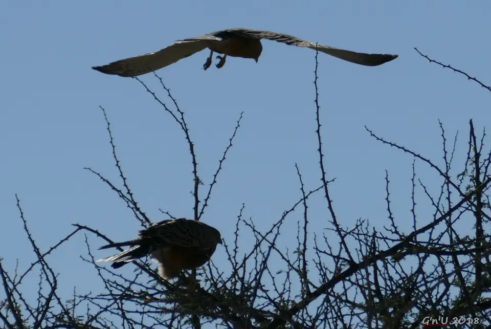 lesserkestrels.JPG