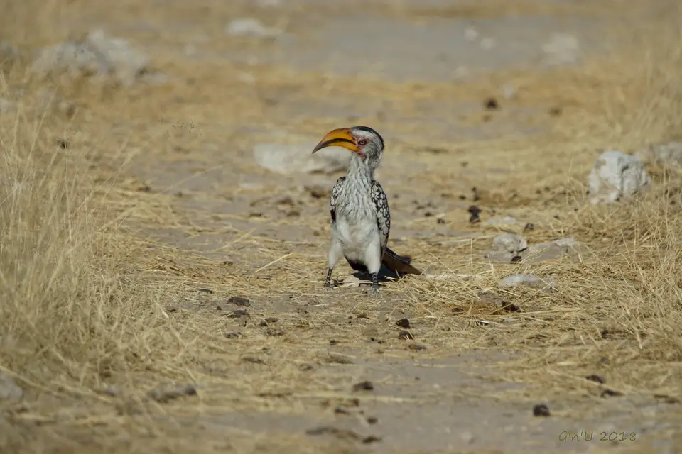 southernyellowbilledhornbill.JPG