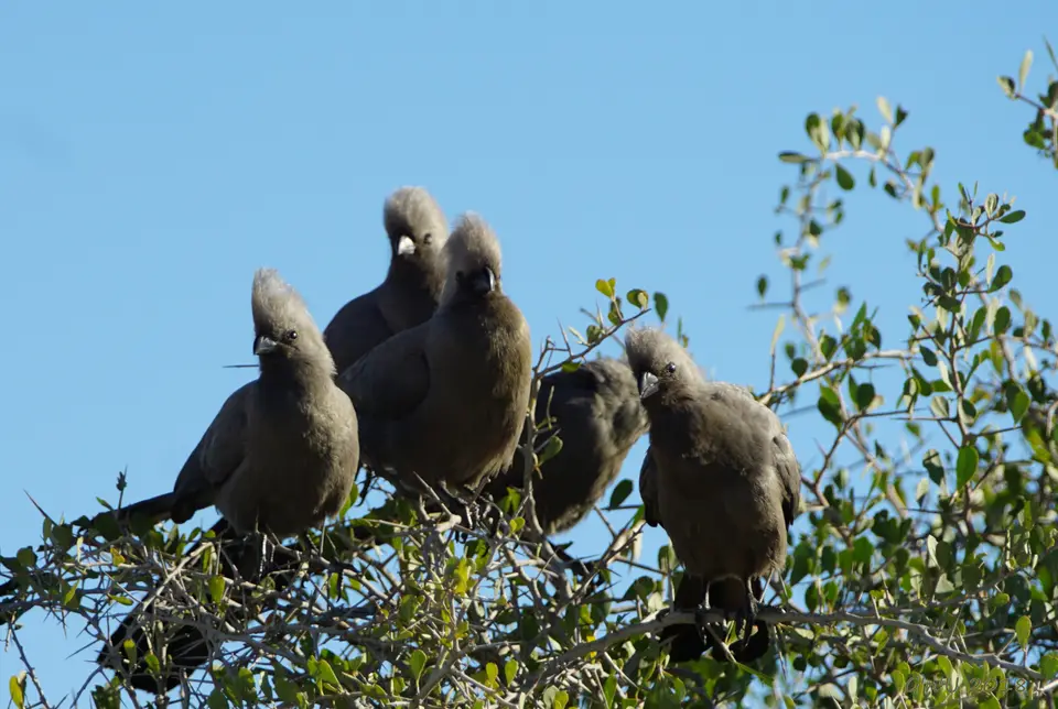 x30-goaway-birds.jpg