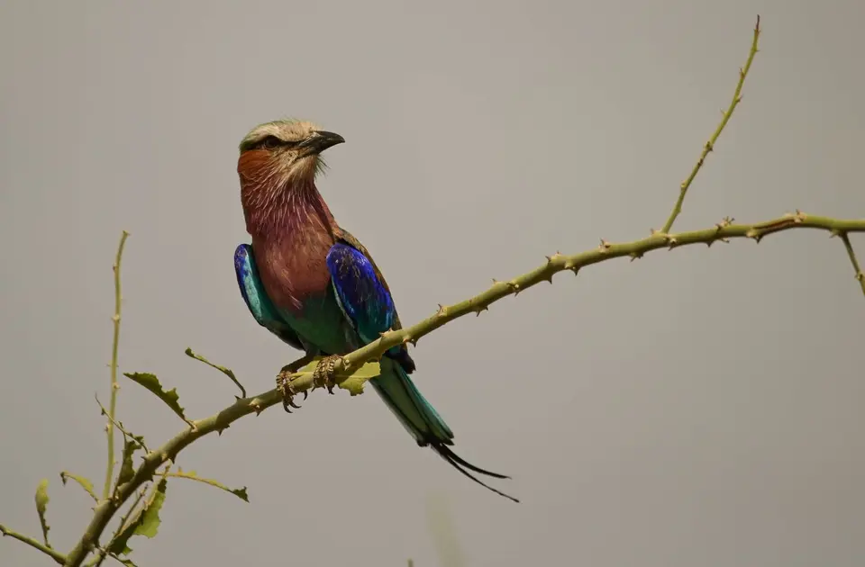 NZ6_3098.jpg