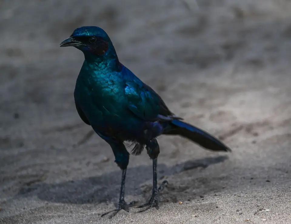 NZ6_3688.jpg