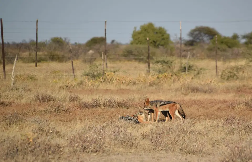 DSC_0188.jpg