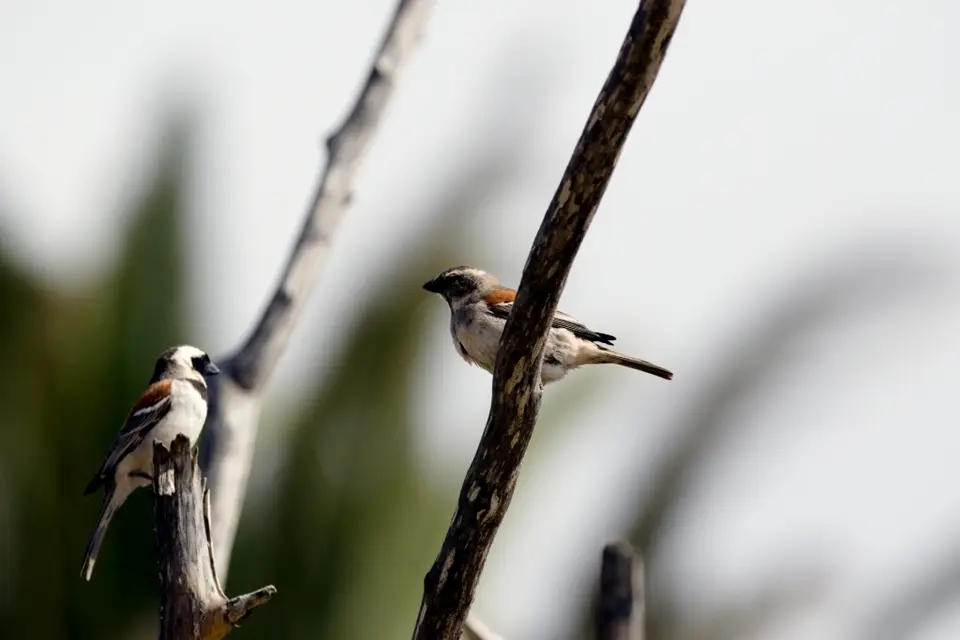 CapeSparrow_Kapsperling.jpg