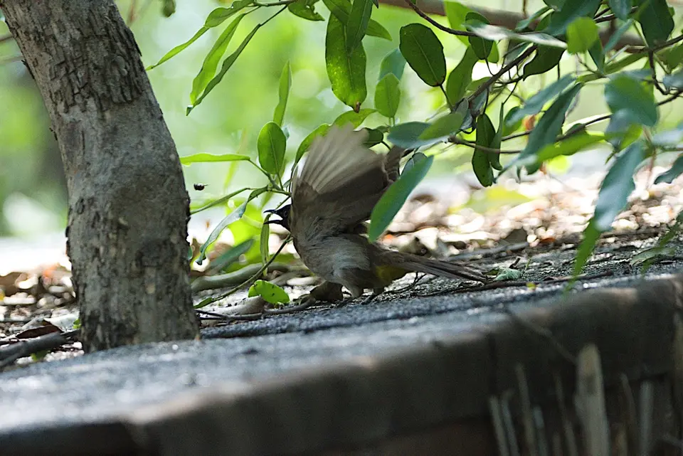 DSC_3888_AfricanRed-eyedBulbul-Rotaugenbulbul.JPG