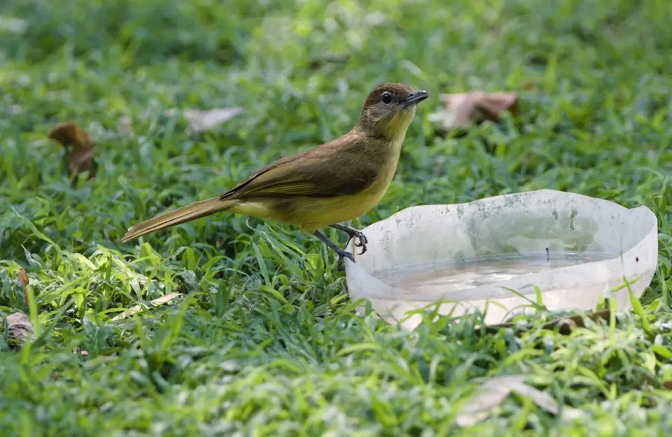 DSC_3897_Yellow-BelliedGreenbul-Gelbbauchbülbül.JPG