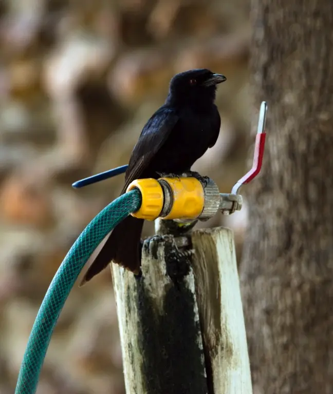 DSC_3929_Fork-tailedDrongo-Trauerdrongo.JPG
