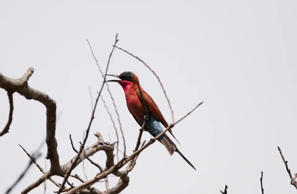 DSC_3970_SouthernCarmineBee-Eater_Karminspint.JPG