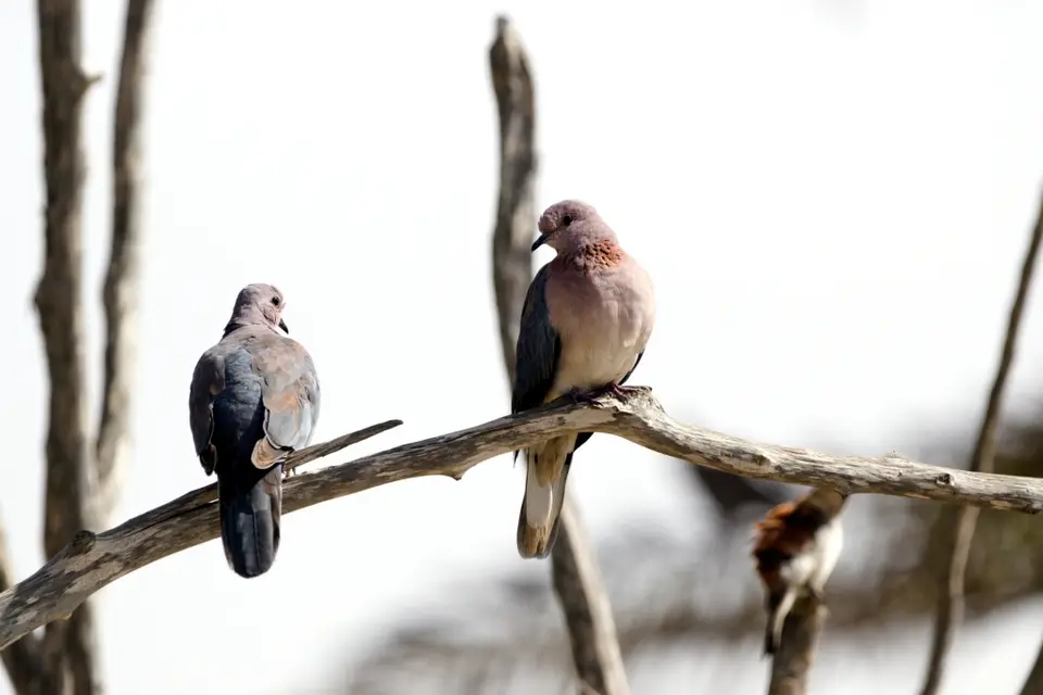 LaughingDove_Palmtaube.jpg