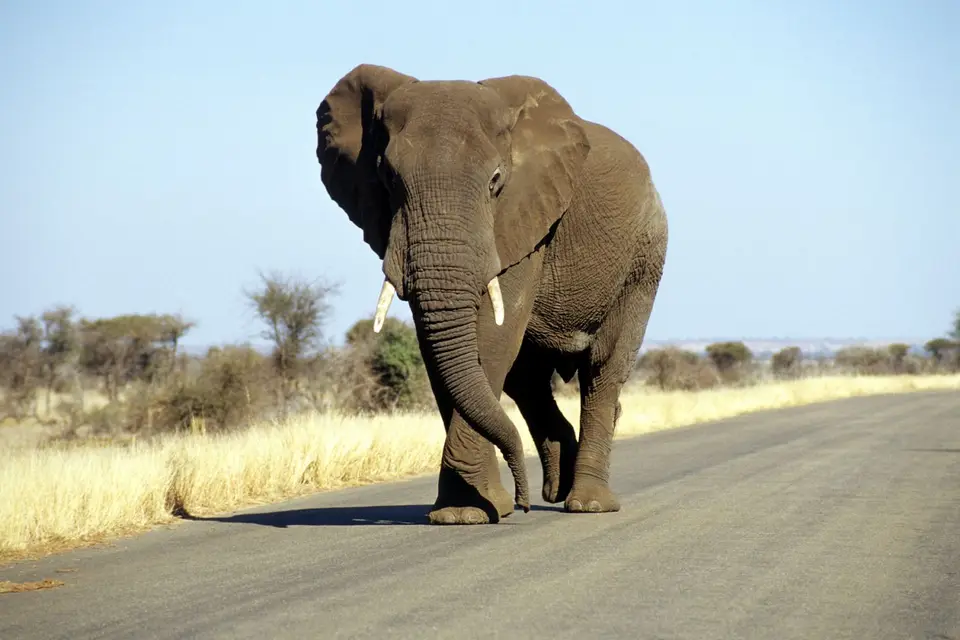 1Elefant-1800.jpg