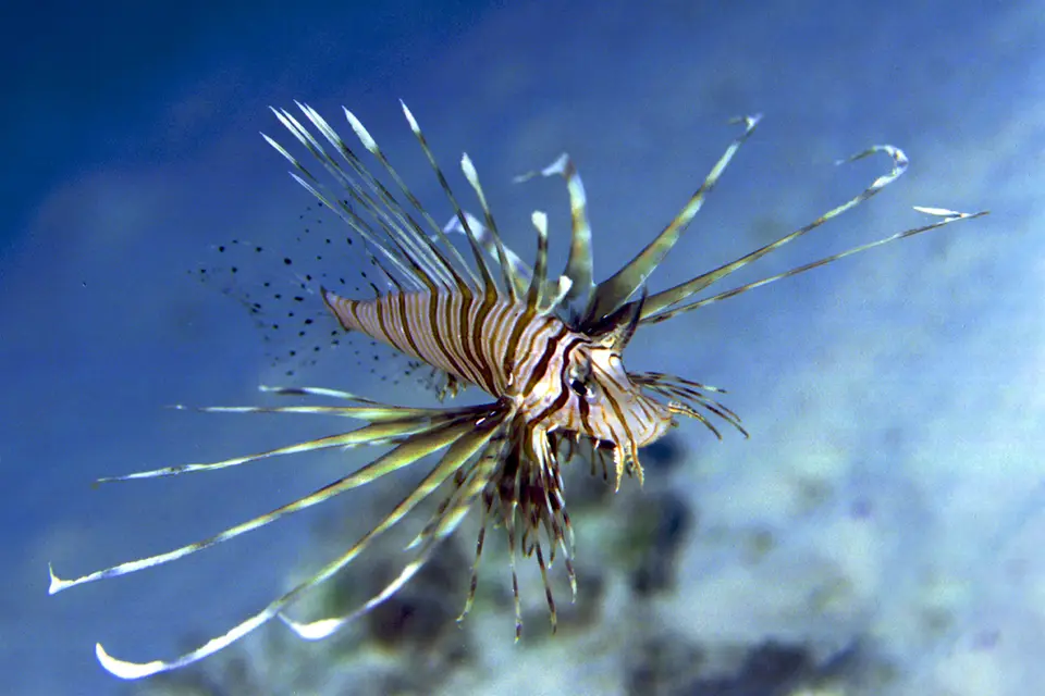 fliegenderjuvenilerRotfeierfisch2-1200.jpg