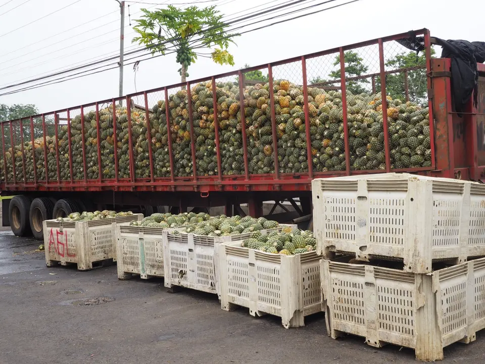 002CostaRicaNov2021aufdemWegzuBocaTapadaAnanasfelder.JPG