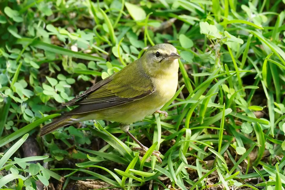 006CostaRica2021DominicalHotelRioMar-evtlWilsonWarbler.JPG