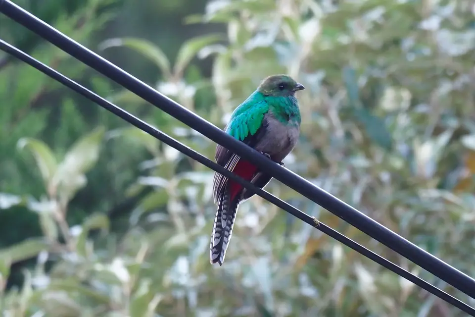 006QuetzalesNPSavegreHotel-Quetzal.JPG
