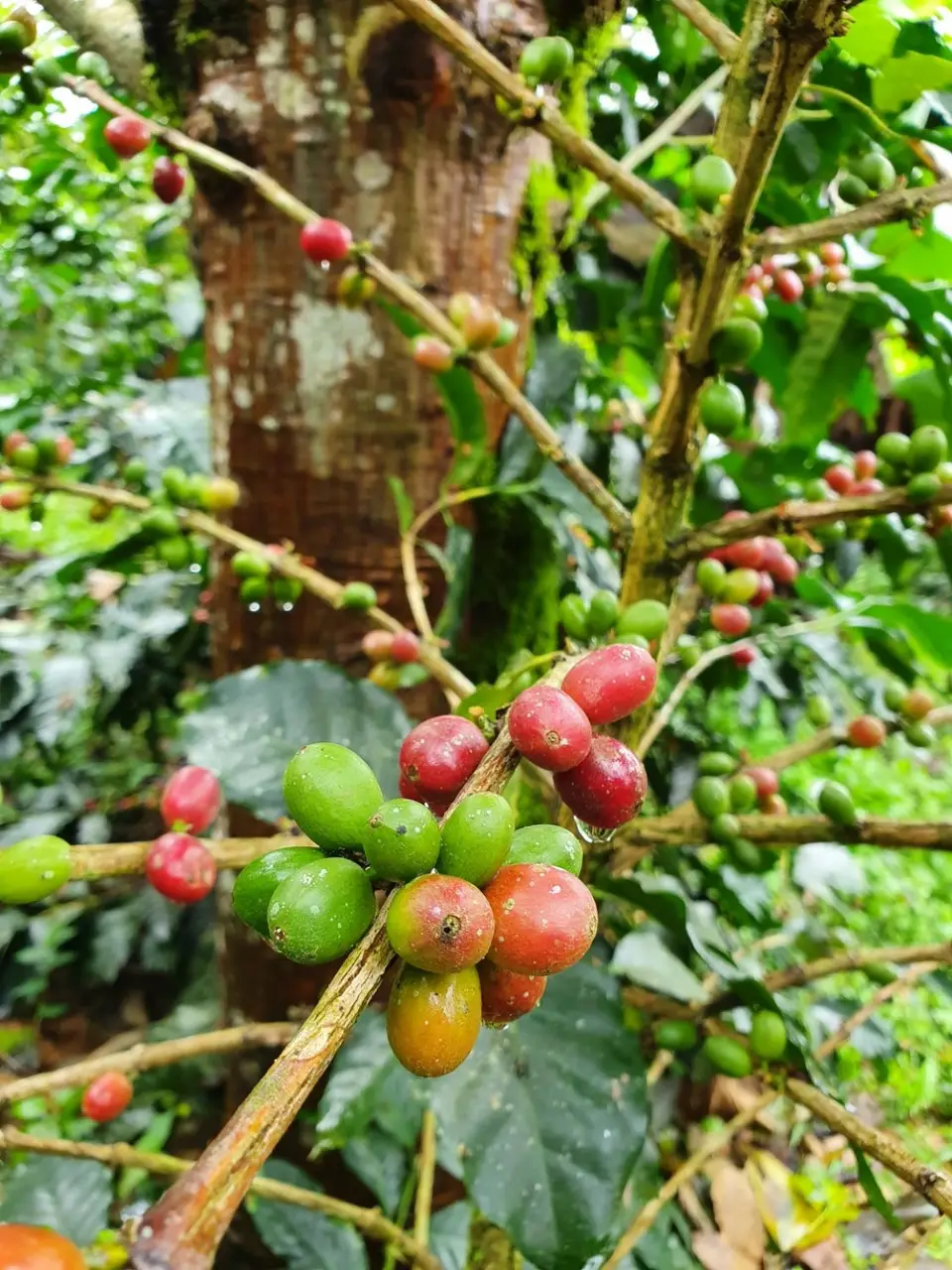 009CostaRicaDez2021Orosi-Tal-FincaCristina.jpg