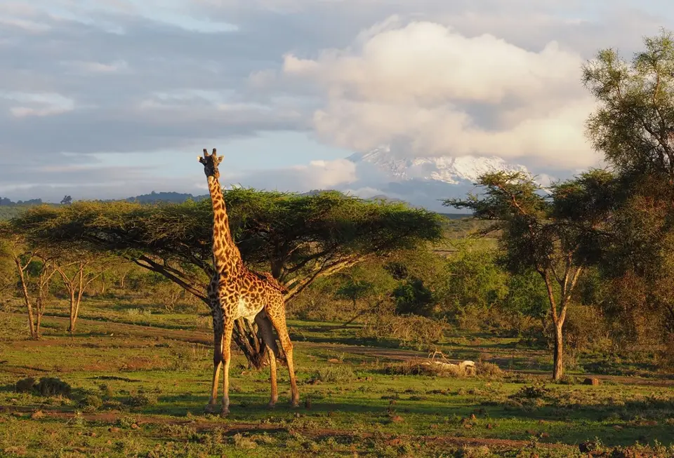 010TansaniaNov2020KilimanjaromitGiraffe.JPG