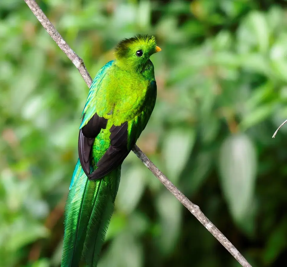 015QuetzalesNPSavegreHotel-Quetzal.JPG