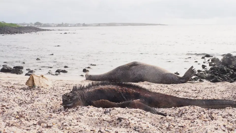 018EquadorNov2023-GalapagosSanCristobal-Meerechse.JPG