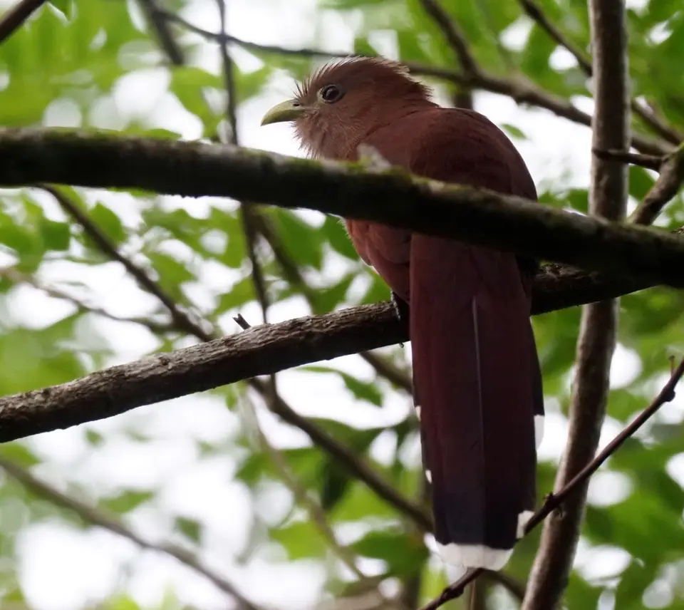 022CostaRicaNov2021LaFortuna-SquirrelcuckooEichhörnchenkuckuck.JPG