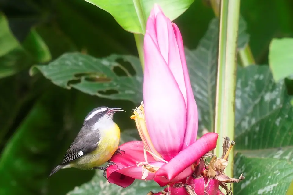 024CostaRicaDez2021Orosi-TalCasonadelCafetal-Bananaquit.JPG