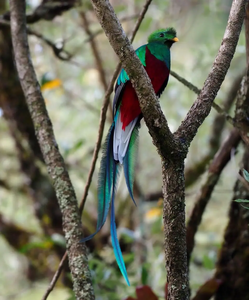 025QuetzalesNPSavegreHotel-Quetzal.JPG