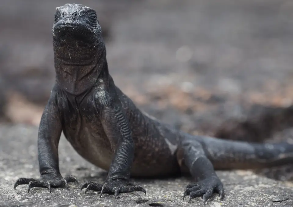 027EquadorNov2023-GalapagosIsabela-Meerechse.JPG