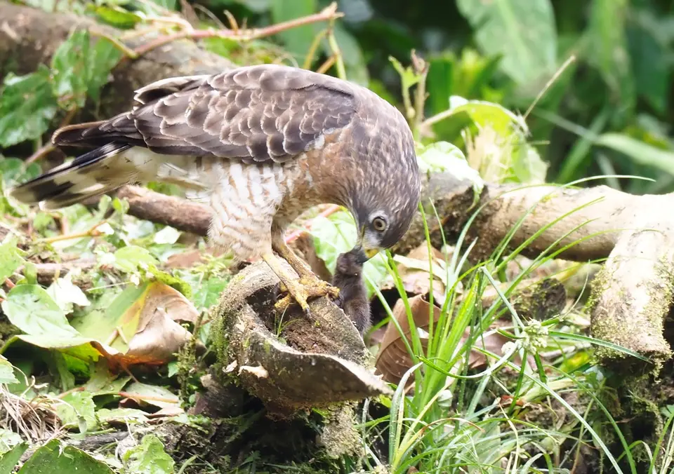 028CostaRicaNov2021LaFortuna-Broad-wingedHawk.JPG