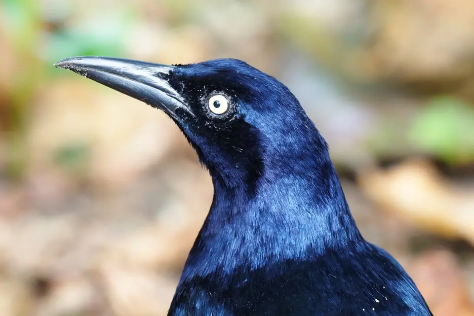 028CostaRicaNov2021TortugueroNP-great-tailedgrackle.JPG